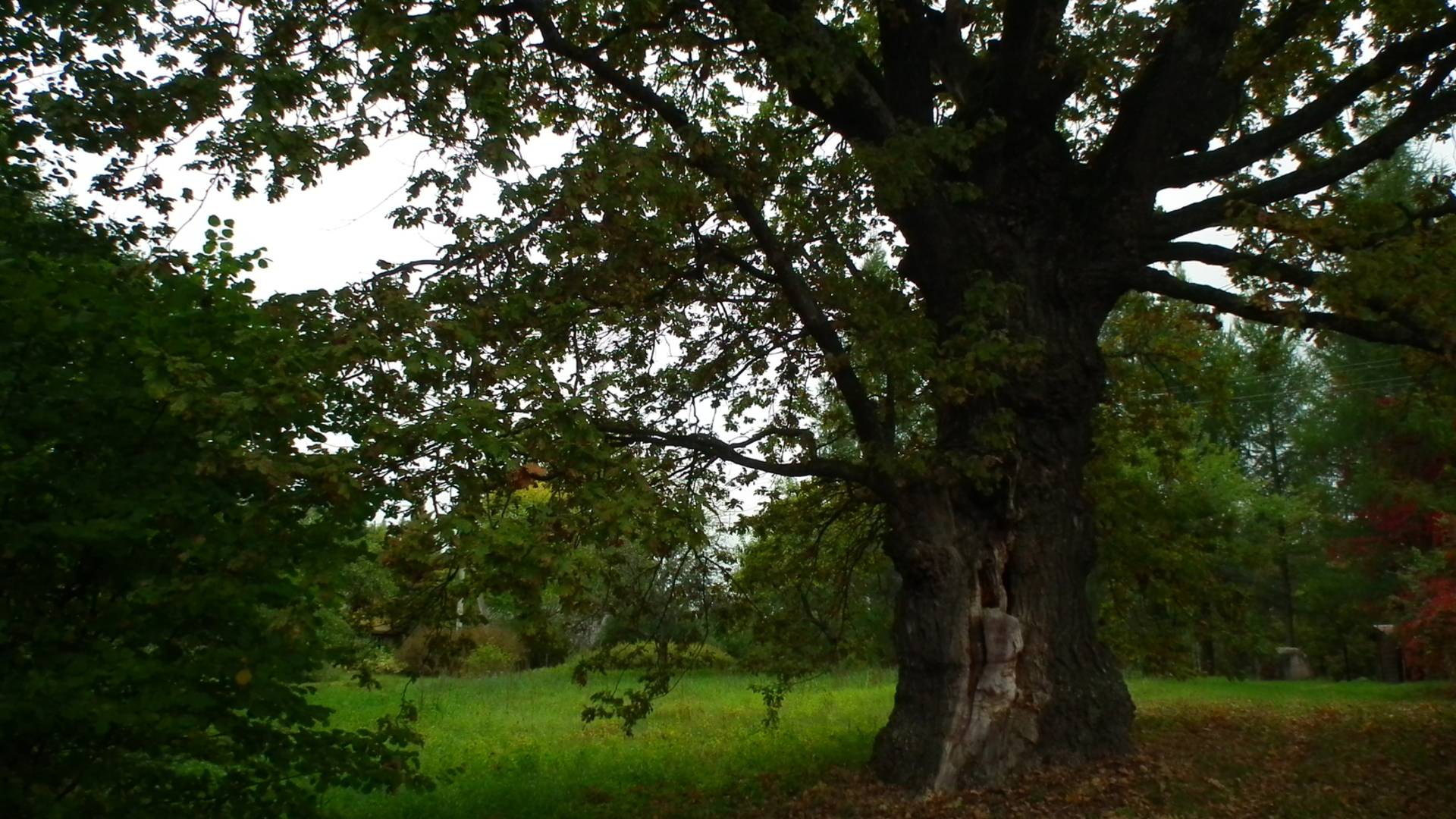 Apple horn oak