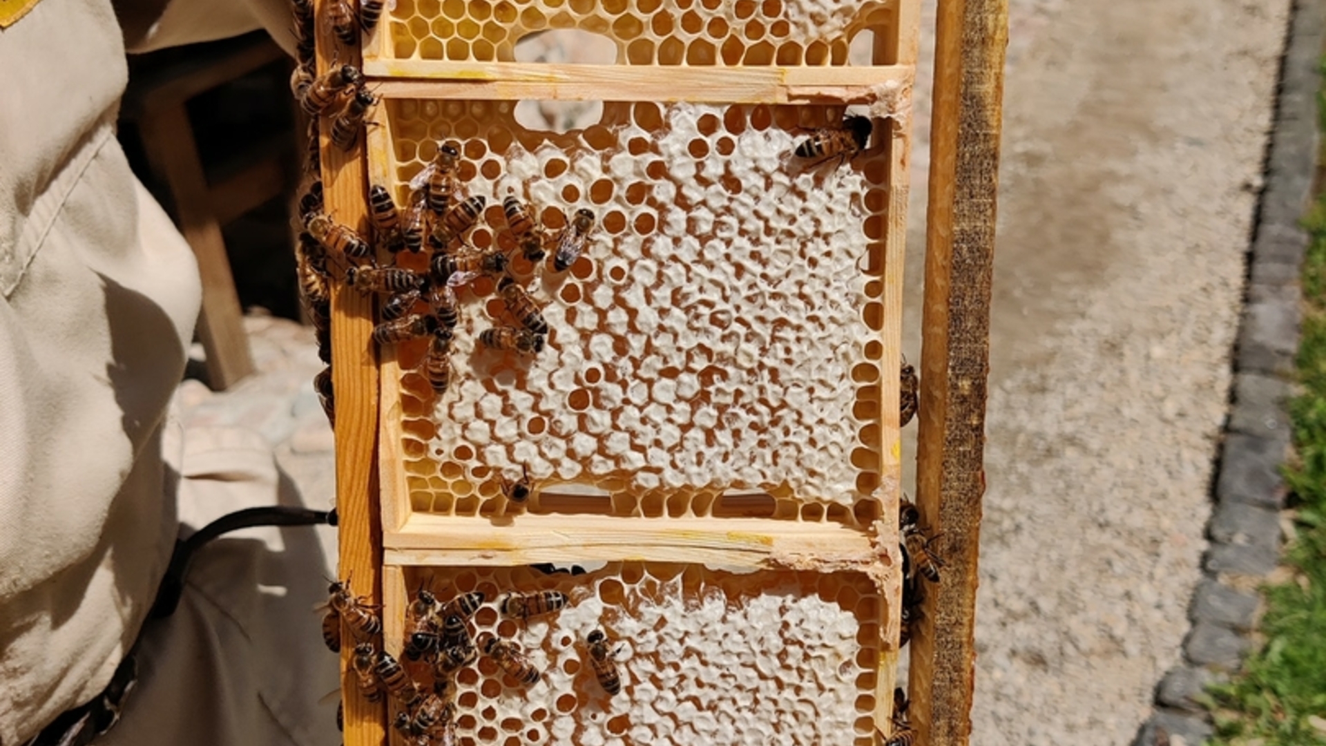 Izglītības programma "Kas ir bite"