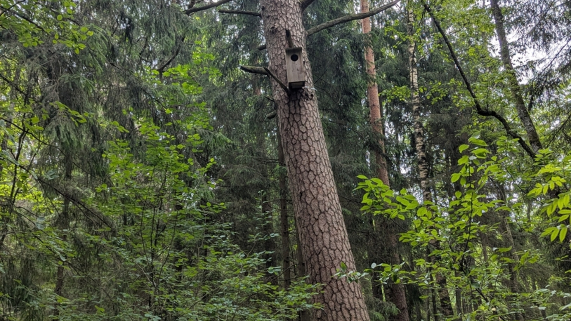 Algirdiškės pušis