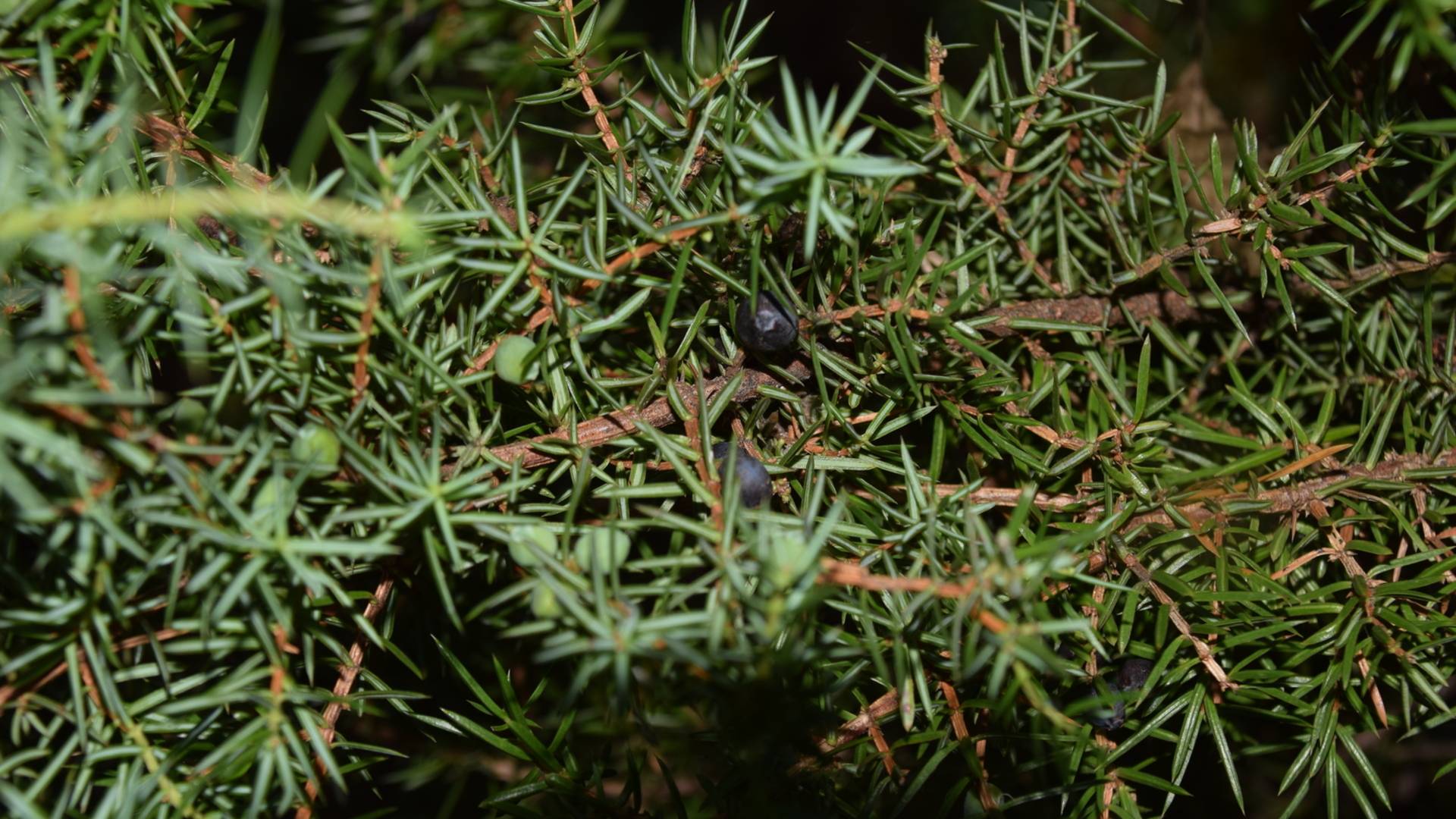 Apple Horn Junipers