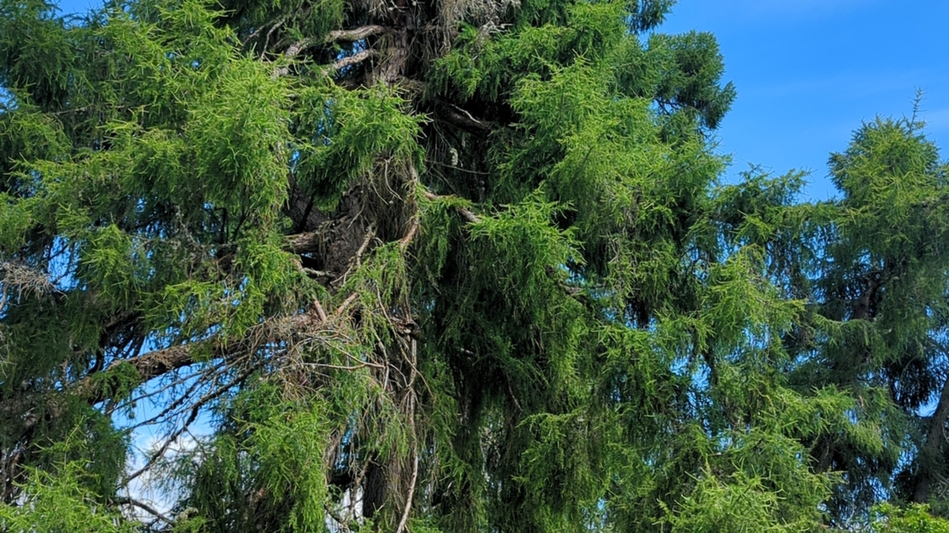 Januliškis larches