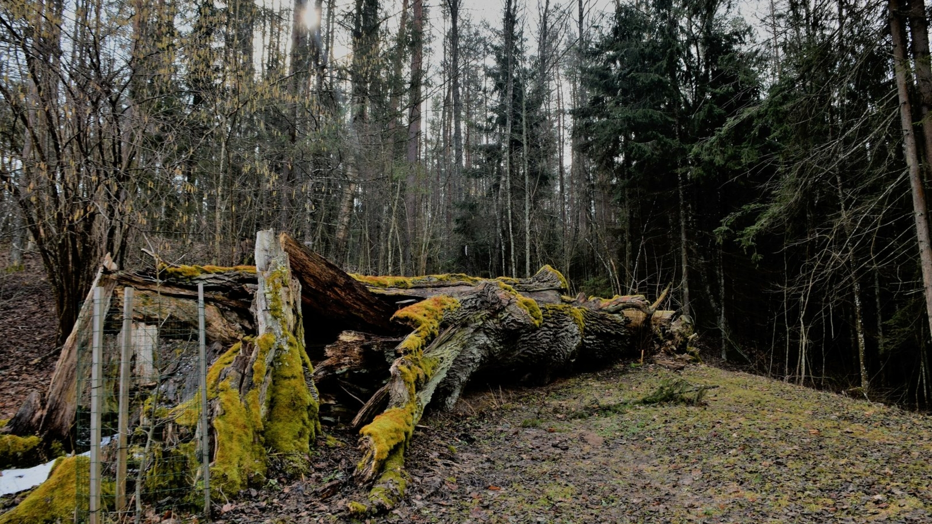 Trainiškis oak