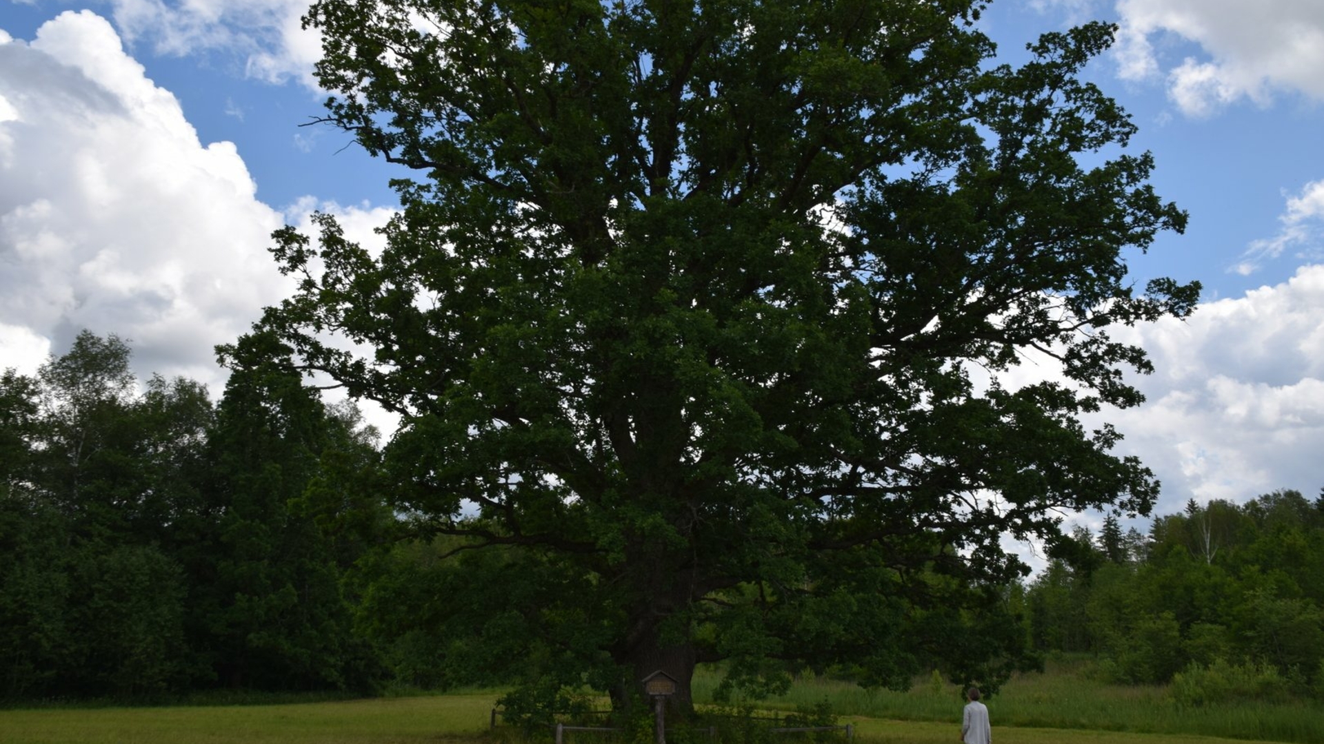 Varniškės oak