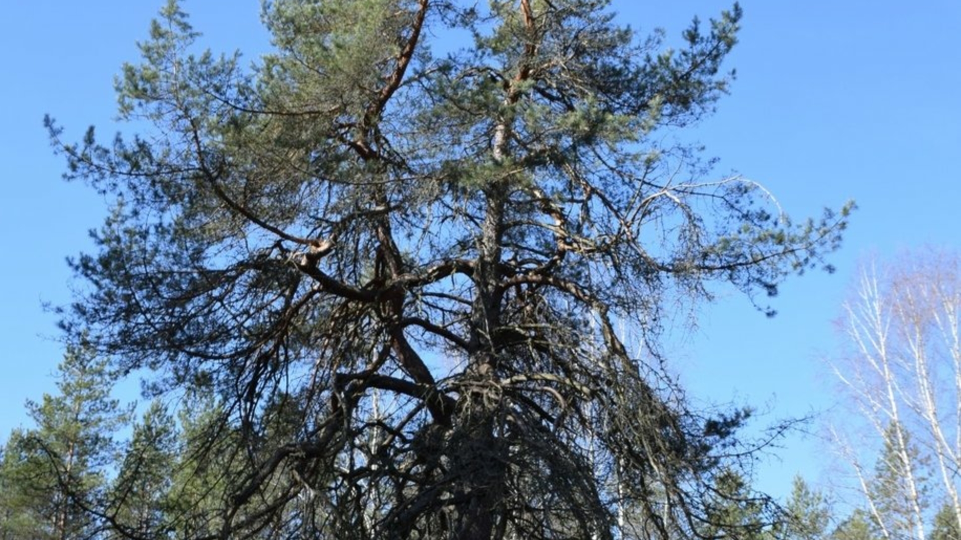 Lūšnia pine