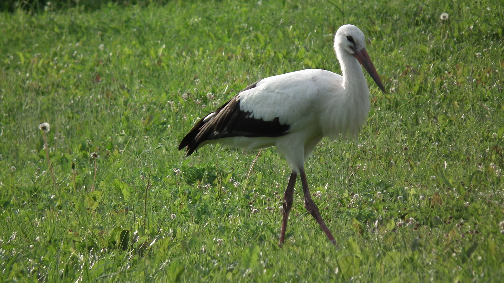 Educational program "Bird in folk literature and folklore of Eastern Aukštaitija"