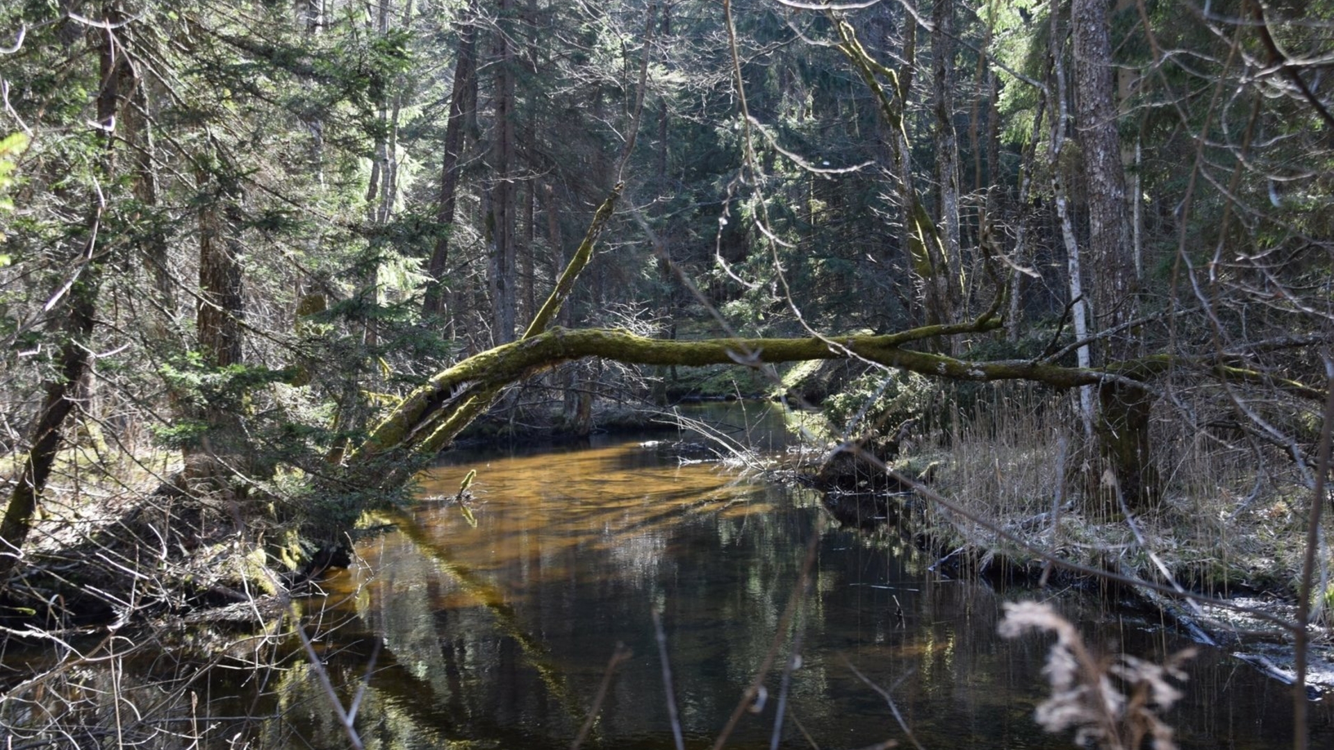 Peršokšnos pažintinis takas