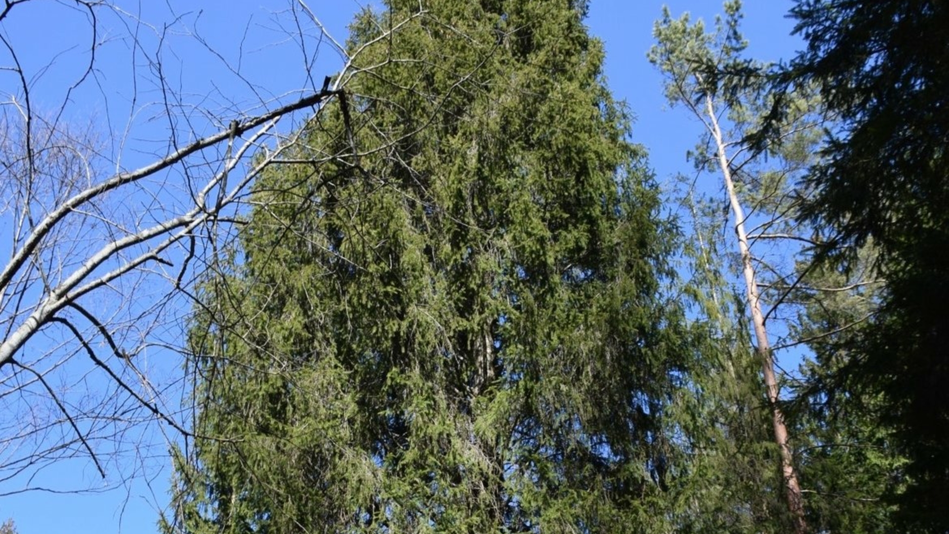 Pyramid spruce of Peršokšna